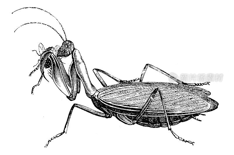 螳螂(Mantis religiosa)